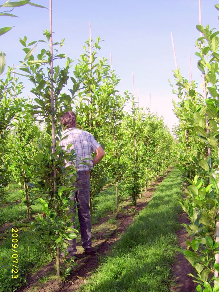 Leilinde = tilia – welkom bij parasolboom . nl vof
